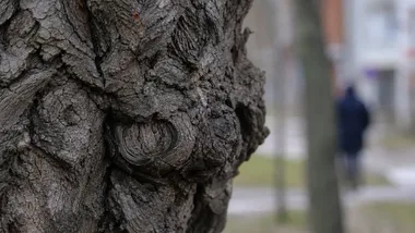 Toruńska zieleń zmienia bieg - spacer pokaże jej późne lato