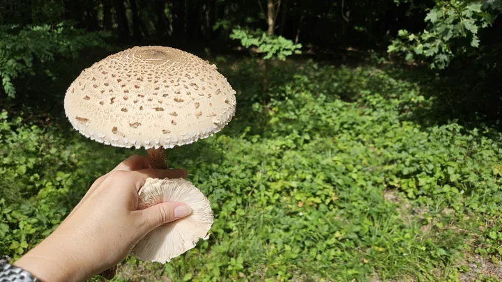 Niepewny grzyb? W Toruniu sprawdzi go bezpłatnie grzyboznawca