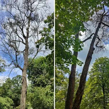 Suche drzewa zagrażają spacerowiczom. Ruszają prace w parku