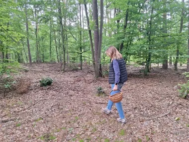 Grzybobranie może zakończyć się akcją poszukiwawczą. Policja przypomina zasady